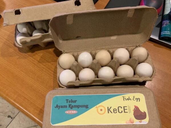 Kandang Ayam Petelur Otomatis 252 (11)